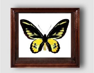 Ornithoptera Rothschildi Male In The Frame Of Expensive Breed Of Real Wood