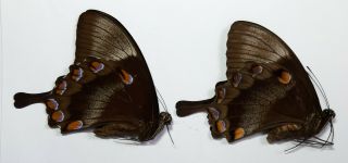 Rare Papilio Ulysses Morotaicus 1 Pair Morotai,  Indonesia,  Unmounted