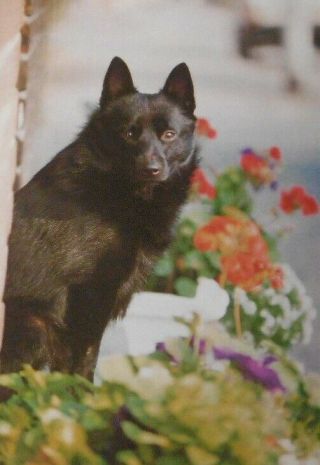 1999 Rare Schipperke Dog Breed Article With 10 Color Photographs Schipperke Dogs