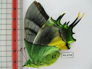 PA4758.  Unmounted butterflies: Teinopalpus imperialis.  North Vietnam.  Yen Bai 4