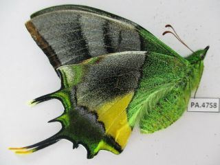 PA4758.  Unmounted butterflies: Teinopalpus imperialis.  North Vietnam.  Yen Bai 5