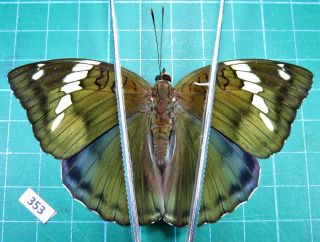 Unmounted Butterfly Nymphalidae Euthalia Nara Shania Female Laos