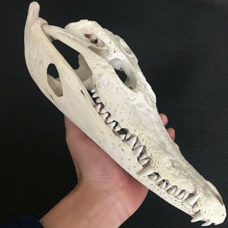 1pcs Siamese Crocodile Skull Taxidermy 9.  5 " - 10 " (from The Farm)