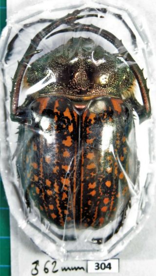 Unmounted Beetle Euchiridae Cheirotonus Gestroi 62 Mm Laos