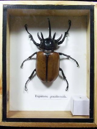 Real Eupatorus Gracilicornis 5 Horn Rhino Beetle Specimen Taxidermy
