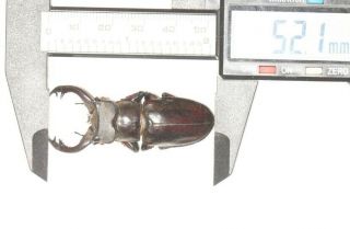 Lucanidae Lucanus Langi 62.  1mm Tibet