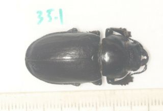Lucanidae Lucanus Imitator F 35.  1mm Tibet