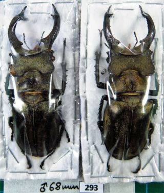 Unmounted Beetle Lucanidae Lucanus Sericeus Ohbayashii 68 Mm Laos