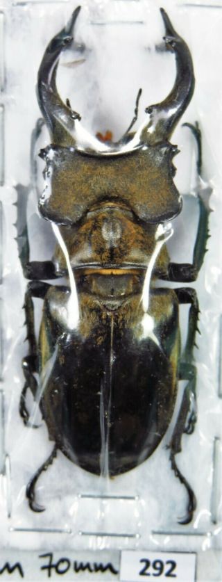 Unmounted Beetle Lucanidae Lucanus Sericeus Ohbayashii 70 Mm Laos