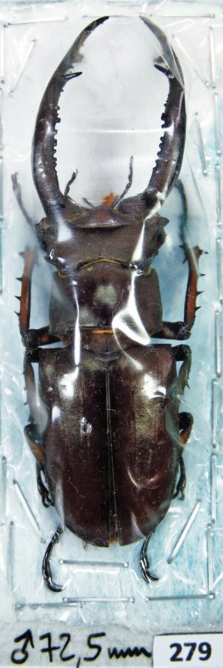 Unmounted Beetle Lucanidae Lucanus Angusticornis 72.  5 Mm Laos