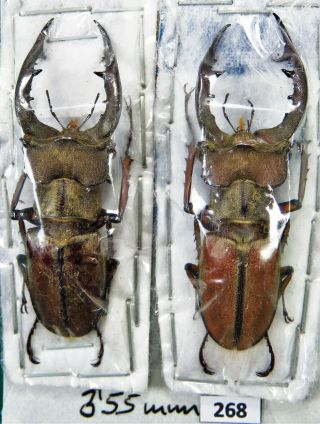 Unmounted Beetle Lucanidae Lucanus Tsukamotoi Ssp.  55 Mm Laos