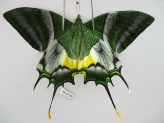 Pa4779.  Unmounted Butterflies: Teinopalpus Imperialis.  North Vietnam.  Yen Bai