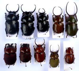 Coleoptera Mixed Beetles Rutelidae Rutelinae Kibakoganea Fruhstorferia