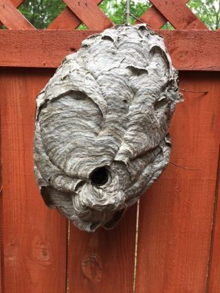 Paper Wasp Nest In Exc Upper Midwest - Cabin,  Man Cave Decor