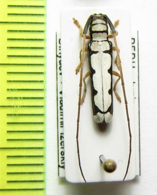 Cerambycidae,  Phoebe Alba,  Peru