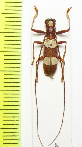 Cerambycidae,  Olenecamptus Triplagiatus,  Cote D 