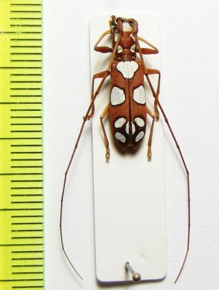 Cerambycidae,  Olenecamptus Macari,  Cote D 