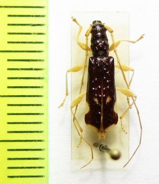 Cerambycidae,  Arrhytmus Fenestratus,  Cote D 