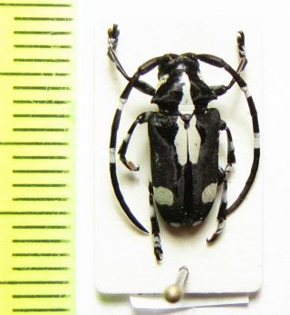 Cerambycidae,  Poimenesperus Villiersi,  Cote D 