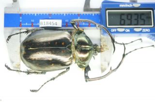 B18454– Euchirinae Cheirotonus Ps.  Beetles,  Insects Tay Giang Vietnam 69mm