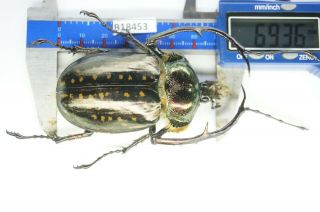 B18453– Euchirinae Cheirotonus Ps.  Beetles,  Insects Tay Giang Vietnam 69mm