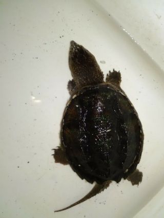 Live Common Northeastern Female Hybrid Snapping Turtle 4 "
