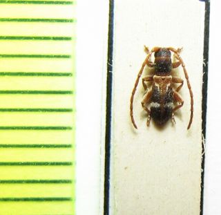 Cerambycidae,  Microlera Ptinoides,  Russia,  Far East,  Kunaschir Isl.