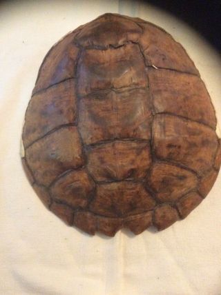 Snapping Turtle Taxidermy Shell Real 13 X13 Inches Across