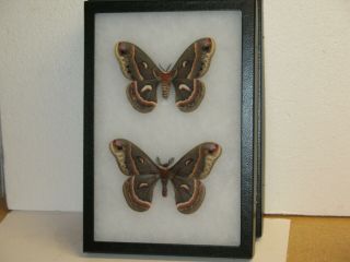 Real Framed Cecropia Moths (m&f) From North America