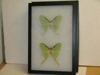 Real Framed Luna Moths (m&f) From North America