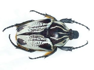 Goliathus Striatus Female Huge Xxl Size 72mm,  Cetonidae Cameroon