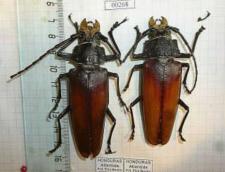 Coleoptera Cerambycidae Beetle Entomology Real Insect