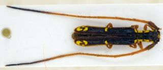 Coleoptera Cerambycidae Antodice Picta A1 - (antennae Repaired) Argentina