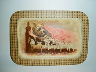 Rare Antique 1885 A & P Advertising Cardboard Tray - Cairn Terrier Convalescent