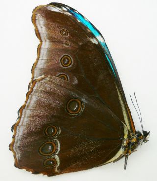 Morpho Absoloni Male From Peru