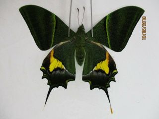 Pa2977.  Unmounted Butterflies:teinopalpus Imperialis.  Central Vietnam.  Over 2000m