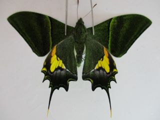 Pa3186.  Unmounted Butterflies:teinopalpus Imperialis.  Central Vietnam.  Over 2000m