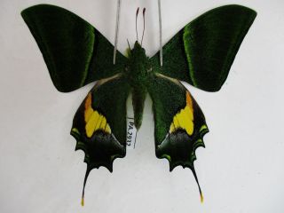 Pa2932.  Unmounted Butterflies: Teinopalpus Imperialis.  Central Vietnam.  Ngoc Linh