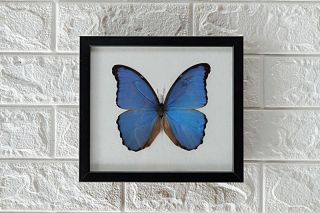 Real Big Didius Blue Morpho Butterfly Taxidermy Framed Insect Home Decoration