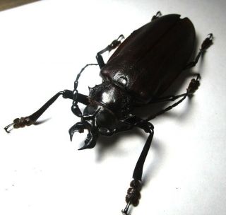 Cerambycidae Prioninae Titanus Giganteus 103mm 3 From Peru