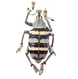 Eupholus Magnificus - Curculionidae 27mm From Yapen Island,  Indonesia