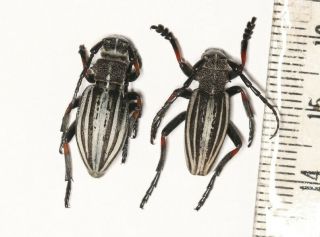 Cerambycidae Cerambycinae Eodorcadion Sp.  2 N.  W.  China Xinjiang Prov