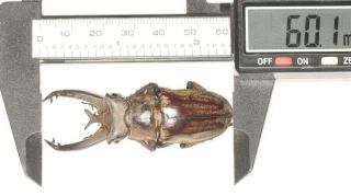 Beetle Lucanidae Lucanus Victorius Yunnan 60.  1mm
