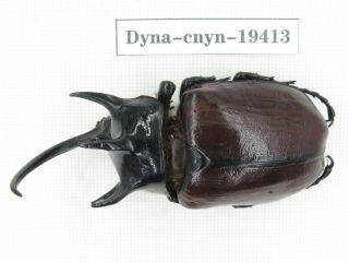 Beetle.  Eupatorus Sp.  China,  Yunnan,  Mt.  Daweishan.  1m.  19413.
