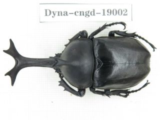Beetle.  Trypoxylus Dichotomus Ssp.  China,  Guangdong,  Mt.  Nanling.  1m.  19002.