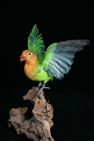 Taxidermy Parrot Green Love Bird Handmade Stuff Home Deco Display Birth Gift