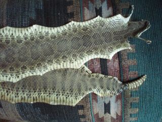 Xxl Rattlesnake Skin Prairie Rattler Hide Not Tanned Dry Wrap Blanks 46 In.  Q3
