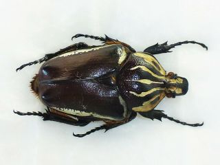 Goliathus Apicalis Female Huge Xxl Size 71mm,  Cetonidae Cameroon