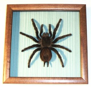 Real Spider Chromatopelma In A Frame Of Good Breed Siberian Wood