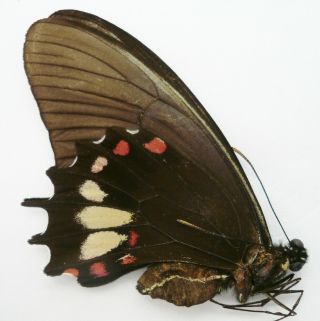 Papilio Torquatus Torquatus Female Form Flava From Loreto,  Peru